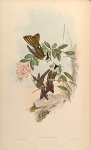 Oxypogon lindenii = Oxypogon guerinii lindenii by John Gould